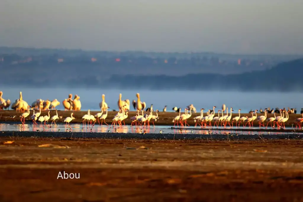 Lake Nakuru vs Lake Naivasha: Which Should You Visit? flamingos and lake nakuru