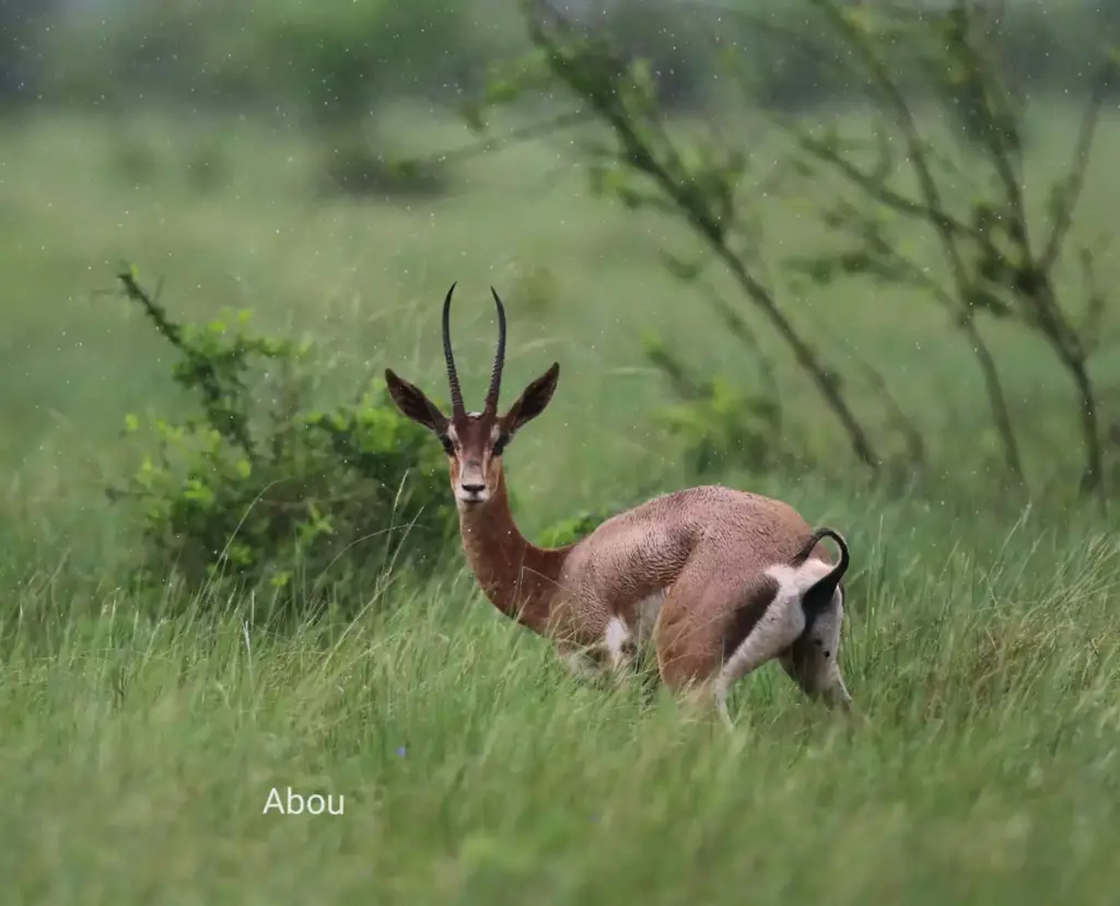Maru National park with abou safaris (1)