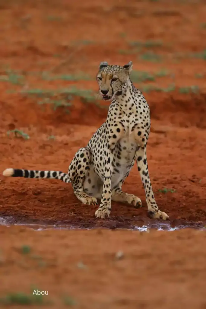 tsavo west national park