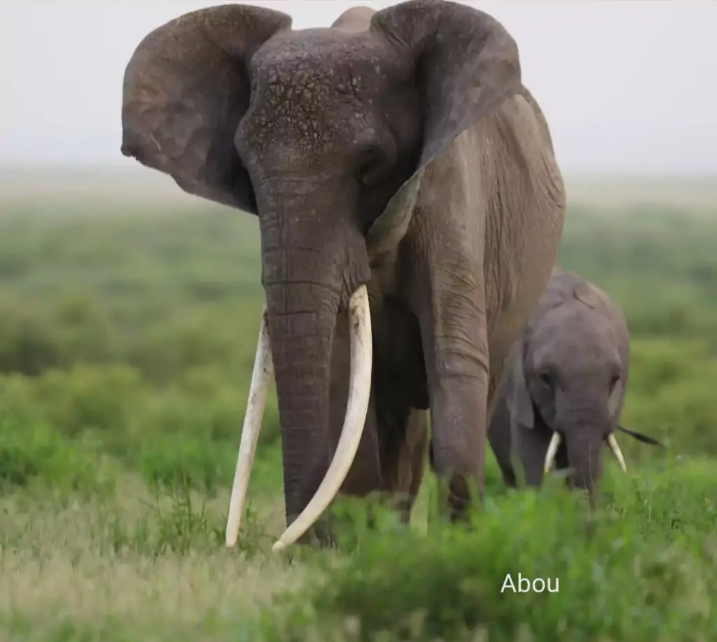 tsavo east national park with abou safaris