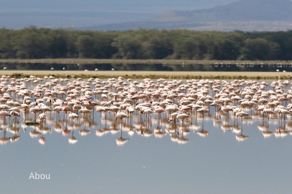 lake baringo boat ride by abou safaris 2026
