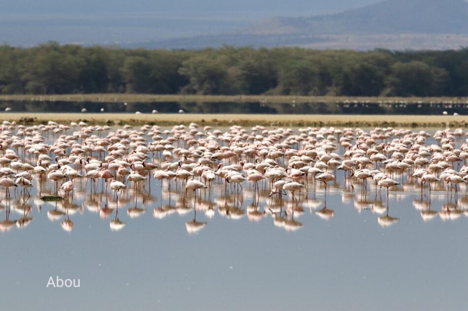 Lake Baringo Boat Ride: Hippos, Crocodiles and 470 Bird Species​