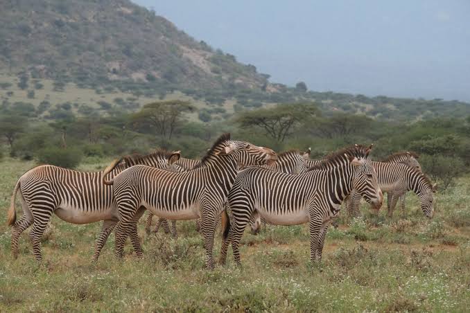Grevy's zebra with narrow stripes in Samburu National Reserve by abou safaris